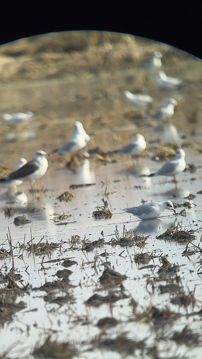 שחף שחור-ראש - ML646257322