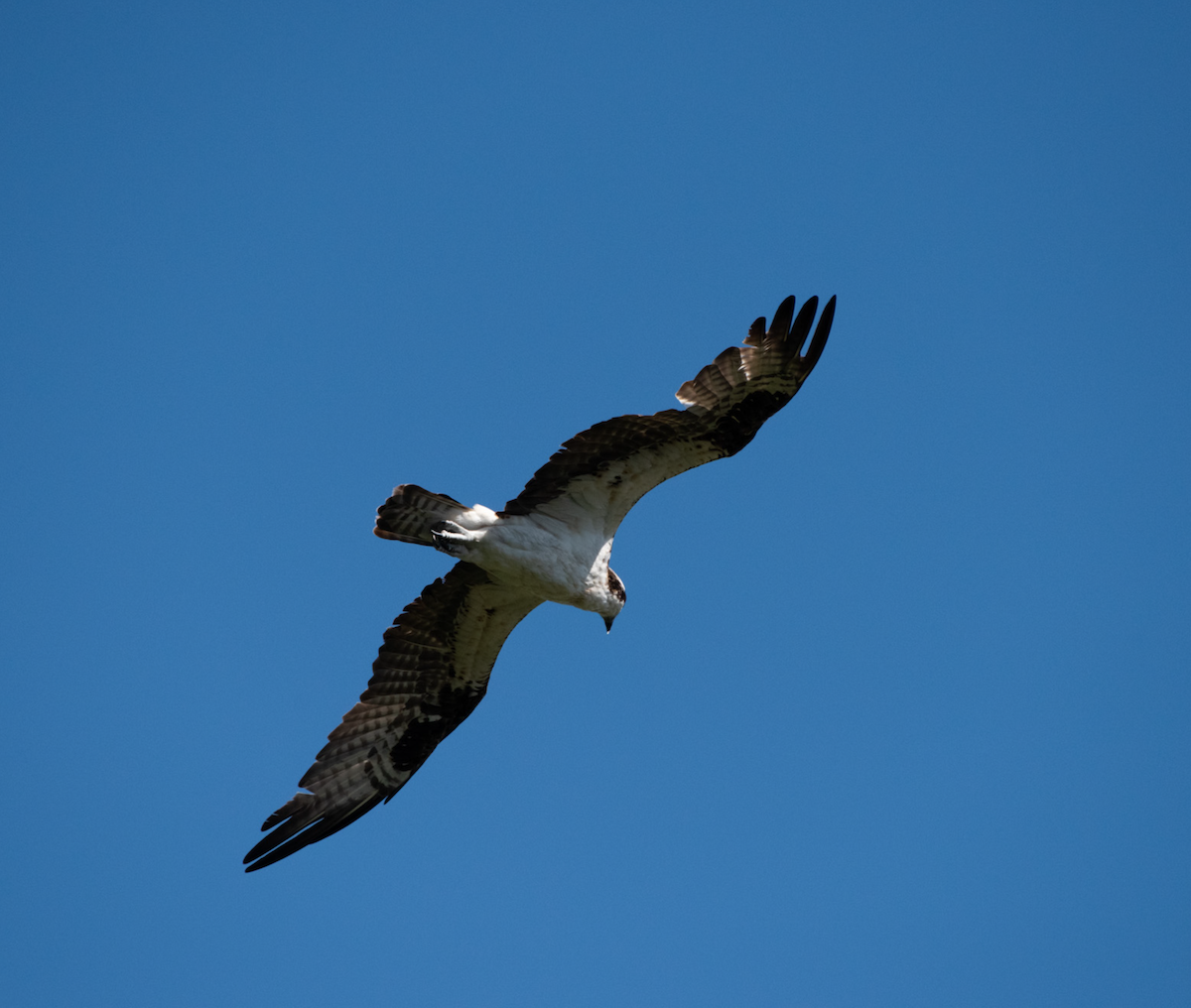 Osprey - ML646257325