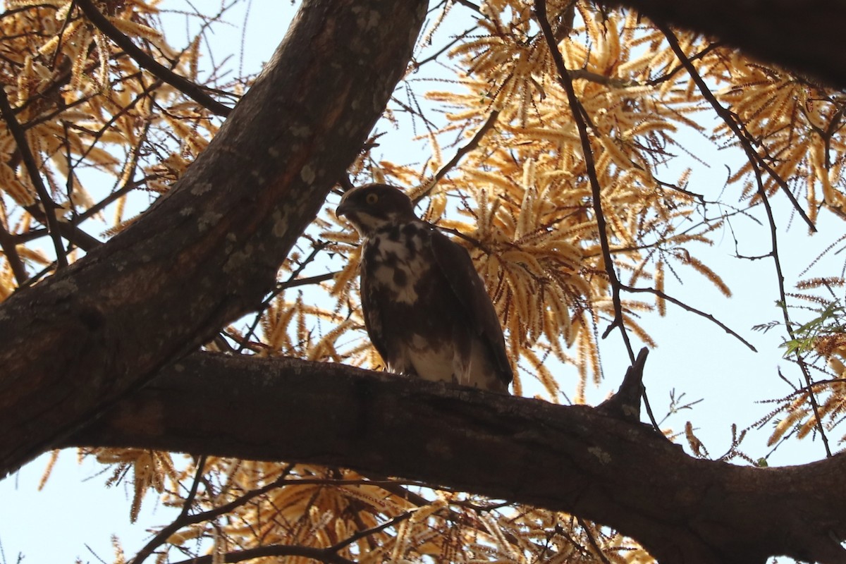 Bat Hawk - ML646257330