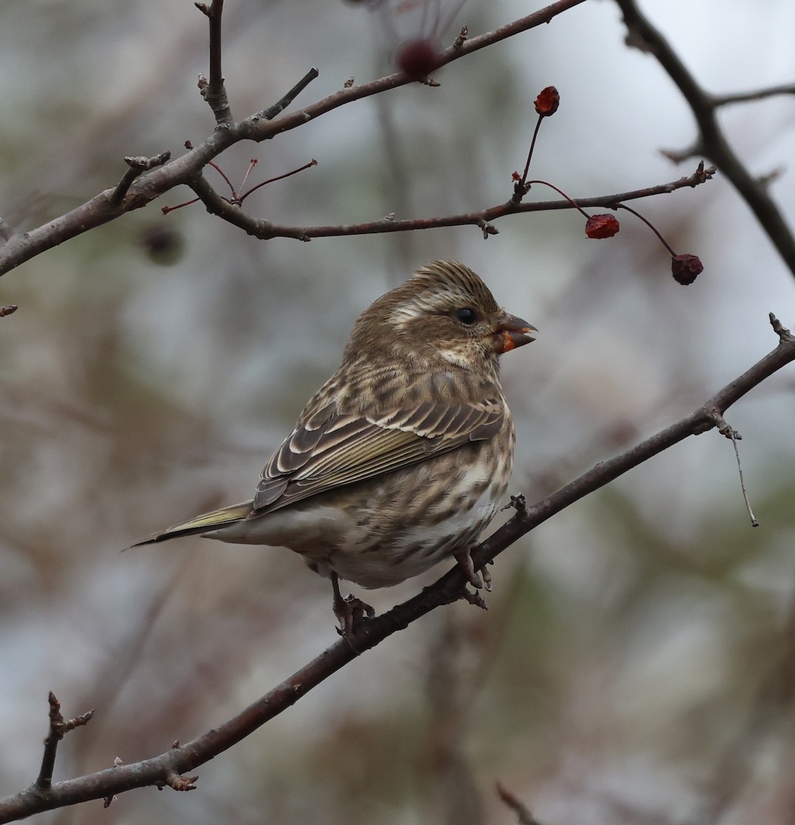 Purple Finch - ML646257342