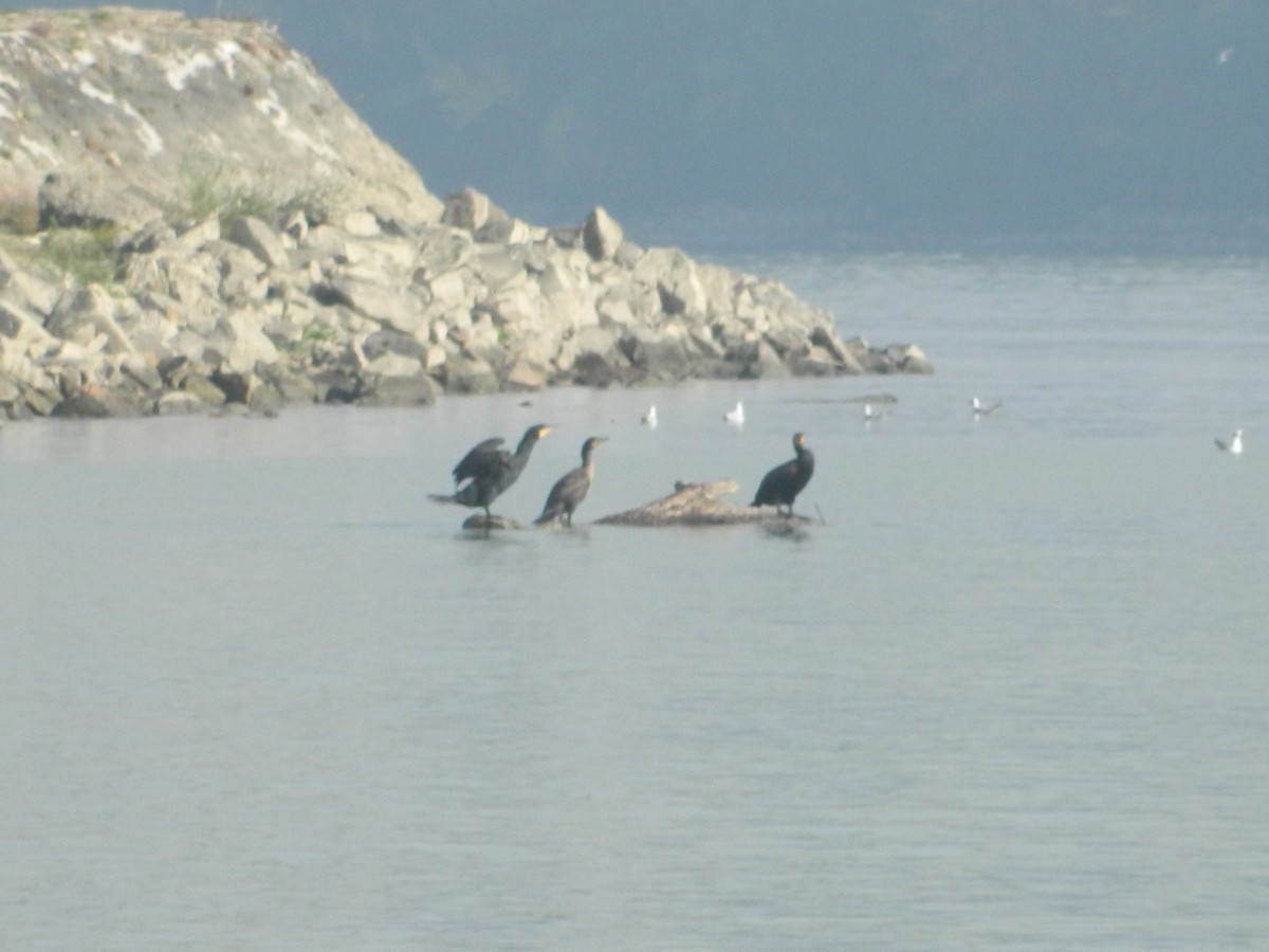 kormorán velký - ML646257347