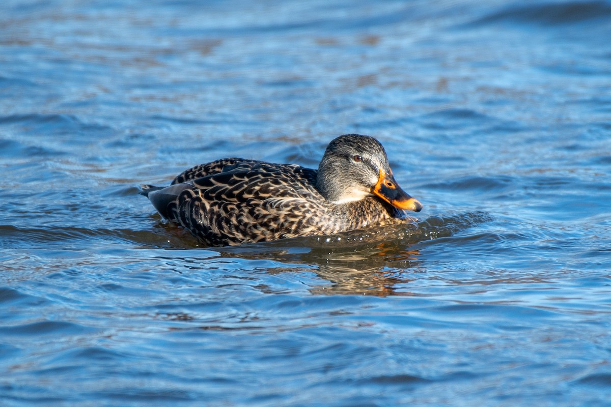 Mallard - ML646257355