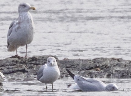 American Herring Gull - ML646257362