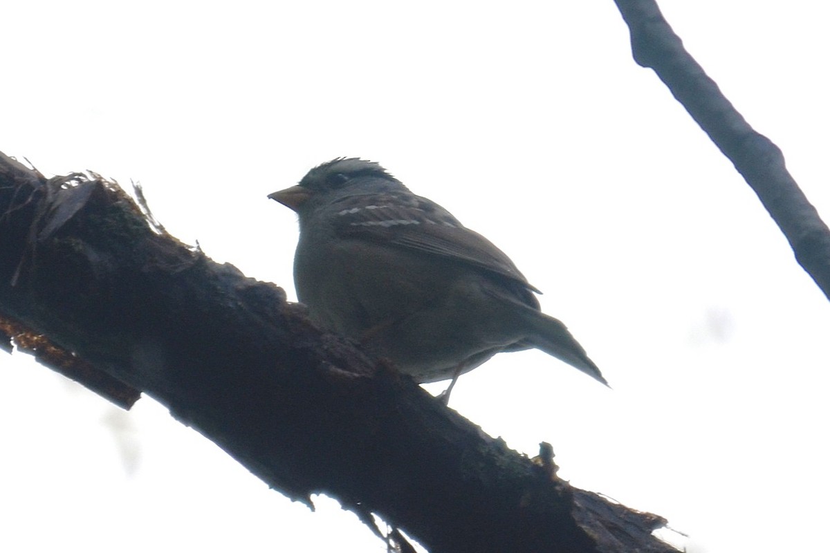 White-crowned Sparrow (Gambel's) - ML646257369