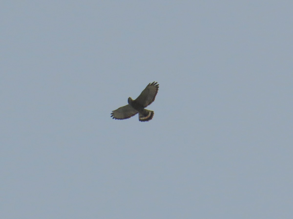 Broad-winged Hawk - ML646257379