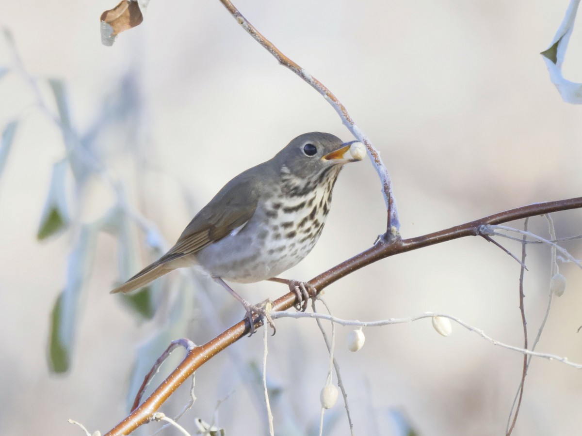 Hermit Thrush - ML646257394