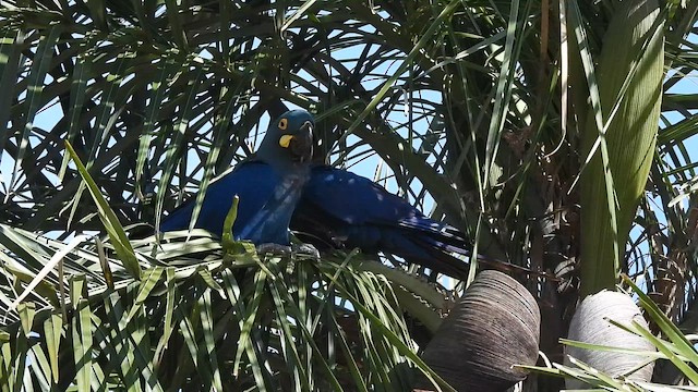 Lear Arası - ML646257402