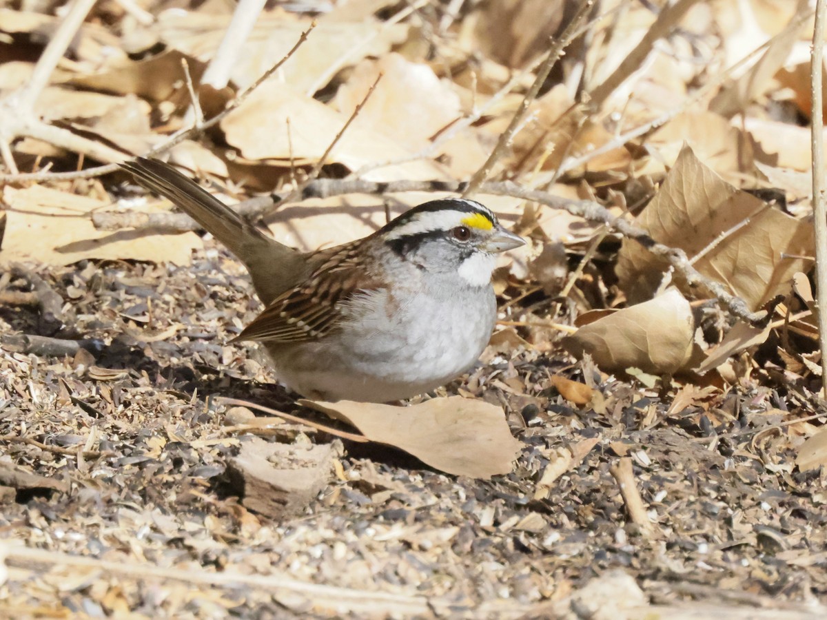 White-throated Sparrow - ML646257407