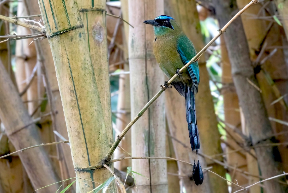 Lesson's Motmot - ML646257412