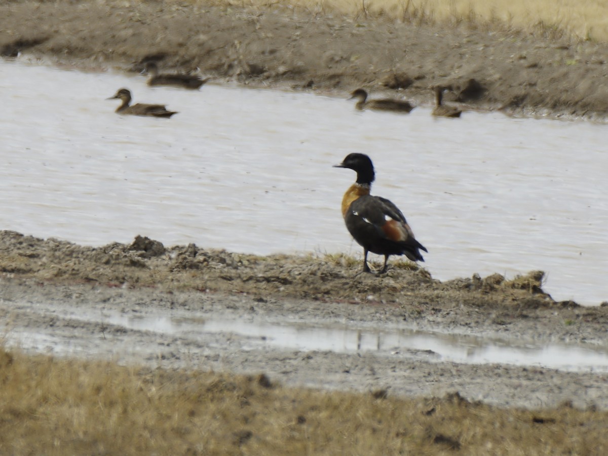 Casarca australiana - ML646257413