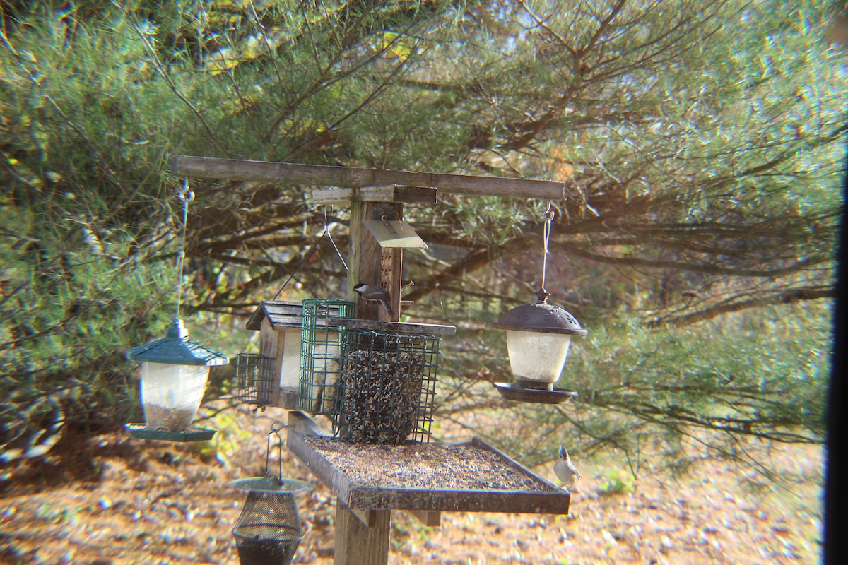 Grauhäubchenmeise - ML646257418