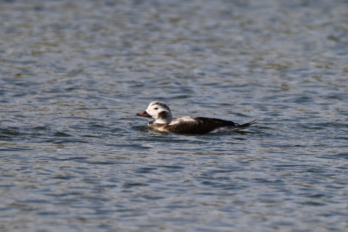 Мөнгөлөг шунгаахай - ML646257420