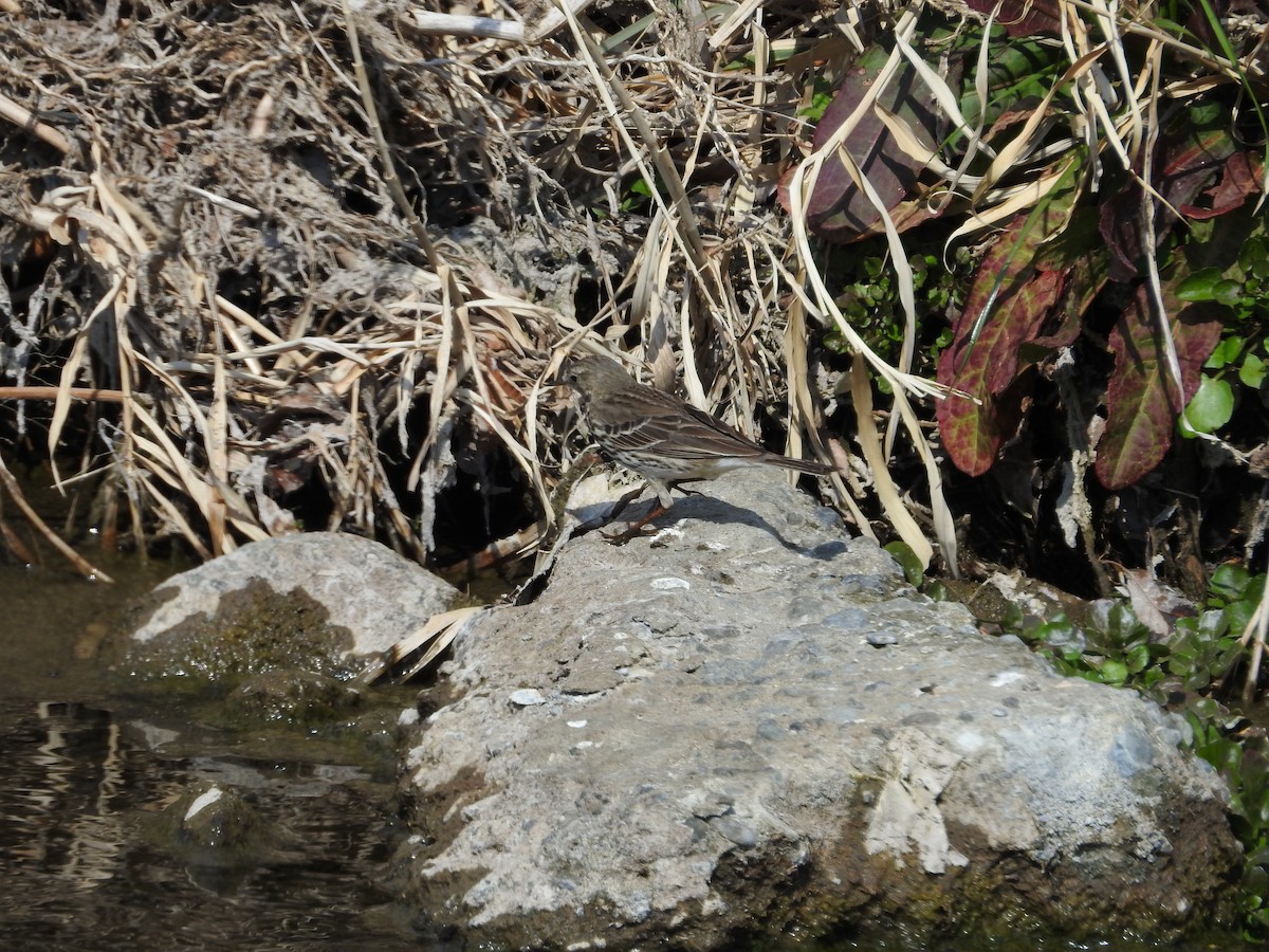 Siberian Pipit - ML646257428