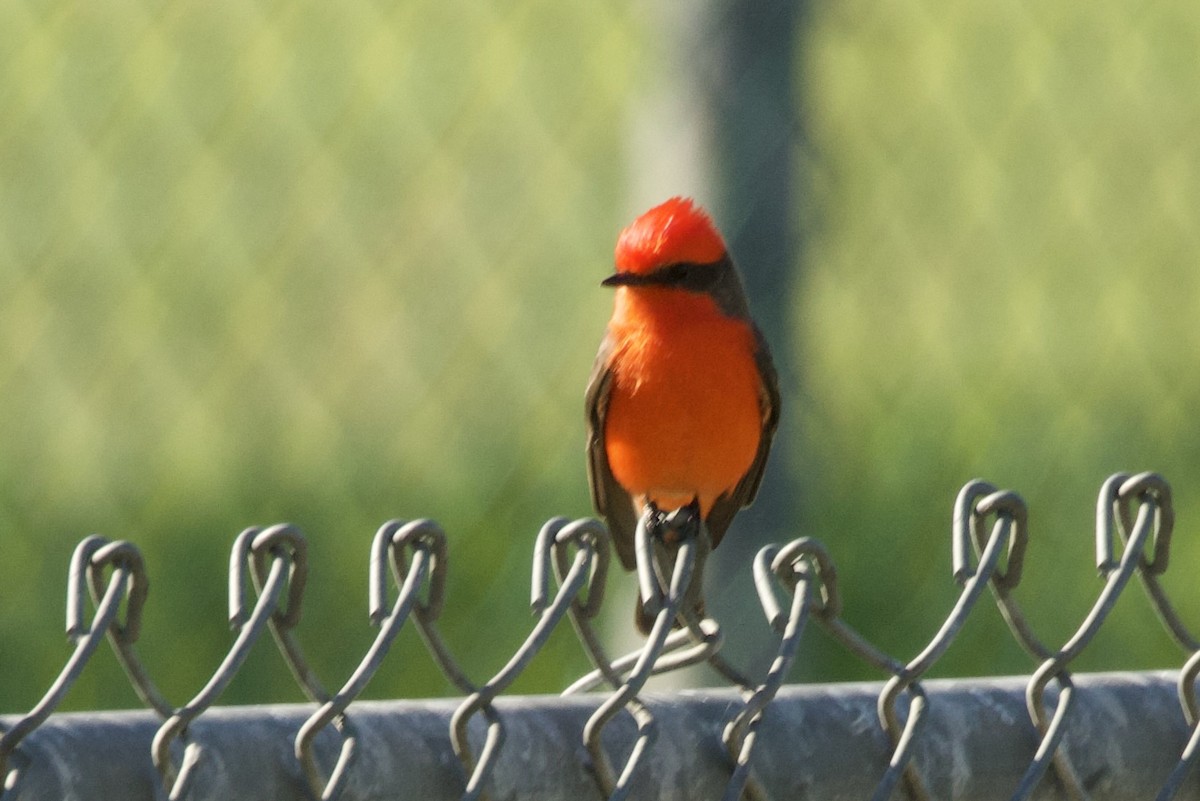 Vermilion Flycatcher - ML646257435