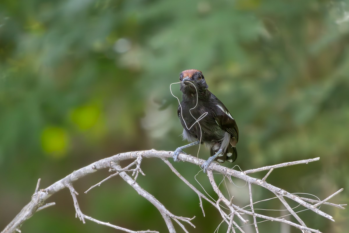 Glossy Antshrike - ML646257437