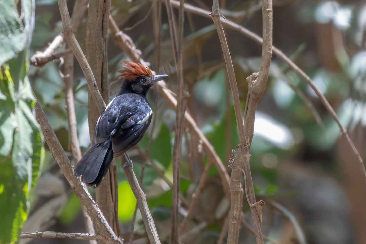 Glossy Antshrike - ML646257441