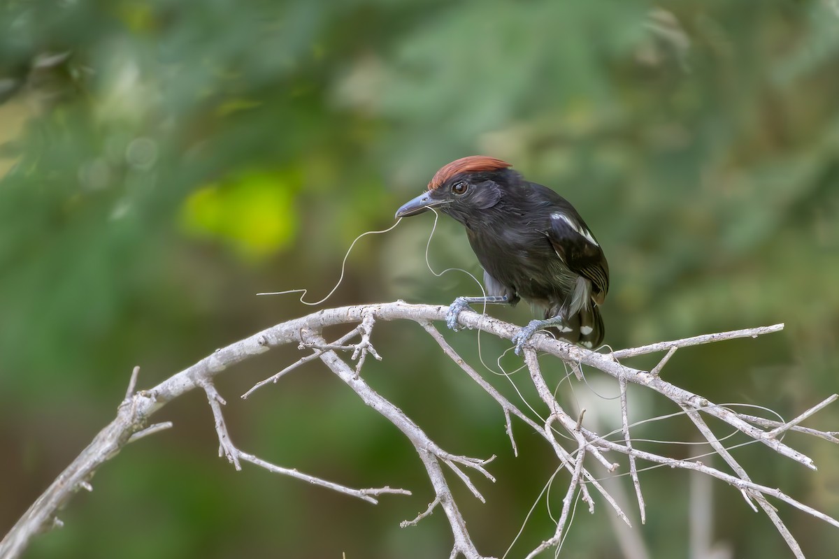 Glossy Antshrike - ML646257443
