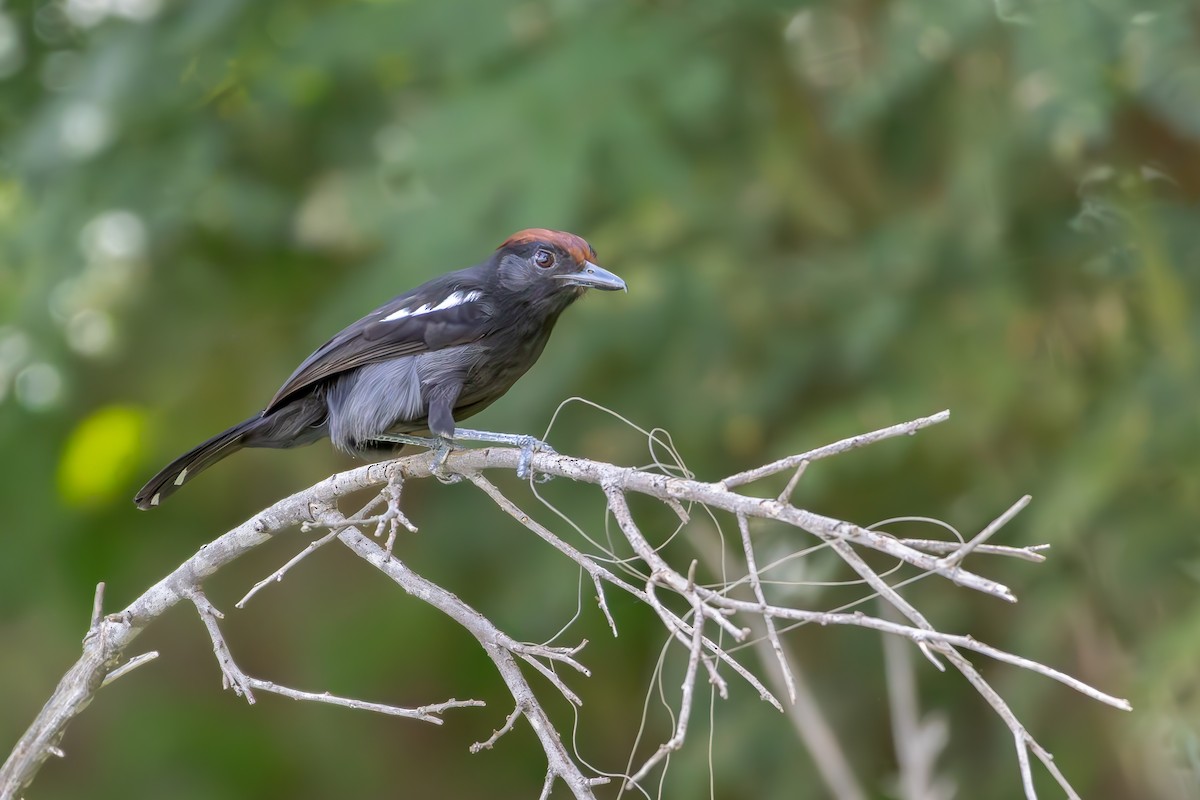 Glossy Antshrike - ML646257444