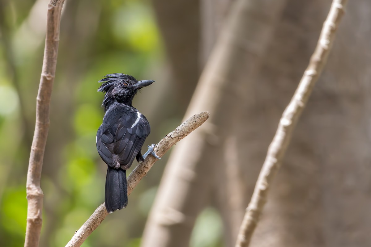 Glossy Antshrike - ML646257445