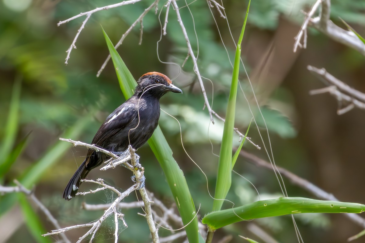 Glossy Antshrike - ML646257447