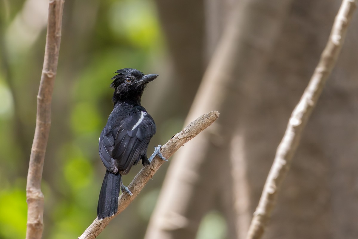 Glossy Antshrike - ML646257448