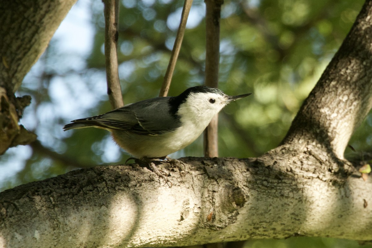 White-breasted Nuthatch - ML646257449