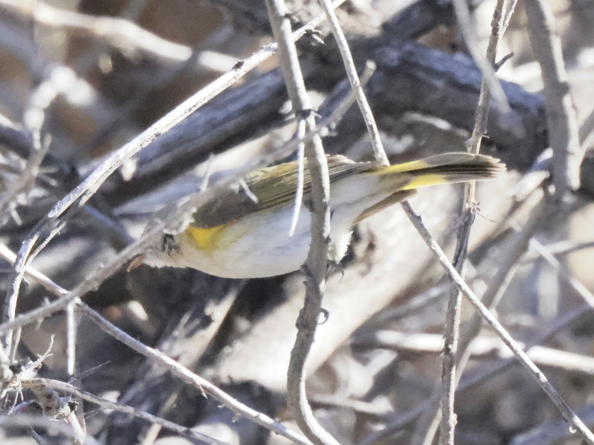 סבכון חכלילי - ML646257456