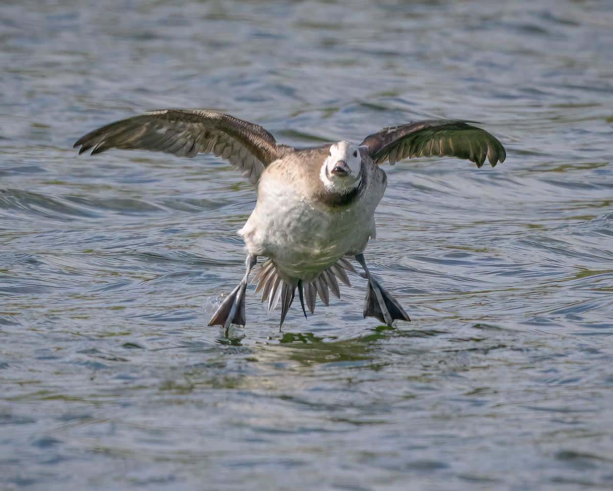 Long-tailed Duck - ML646257457
