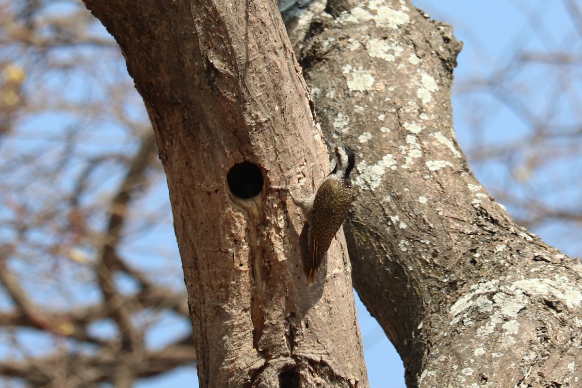 Bearded Woodpecker - ML646257458