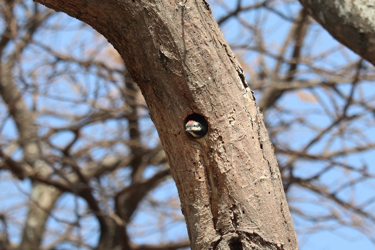 Bearded Woodpecker - ML646257459