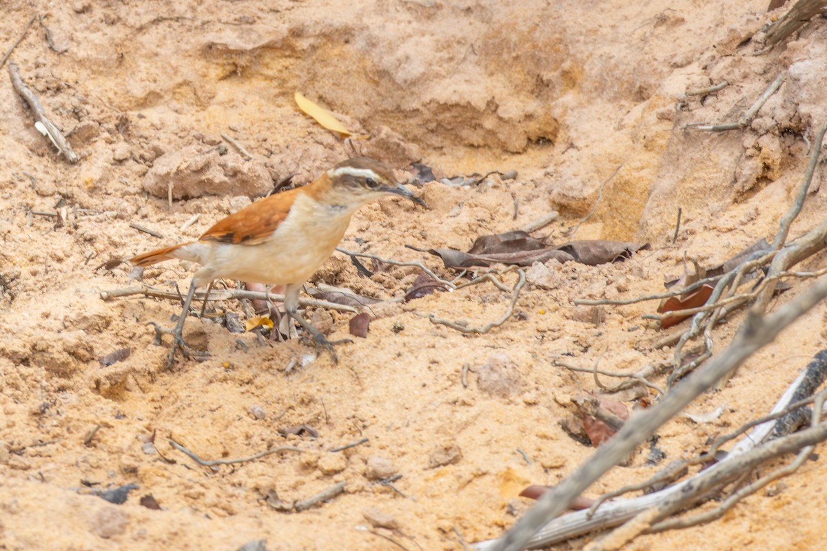 Wing-banded Hornero - ML646257473