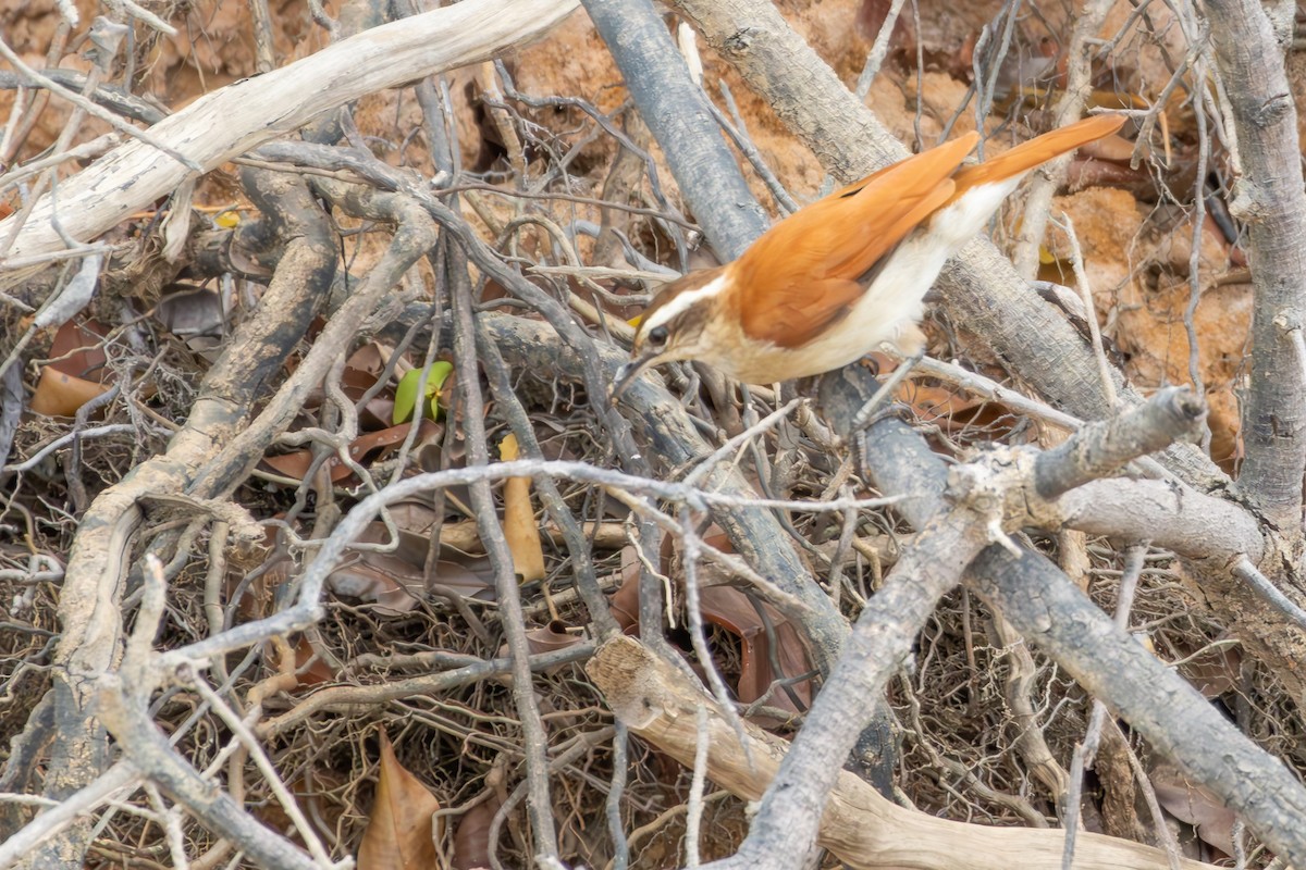 Wing-banded Hornero - ML646257474