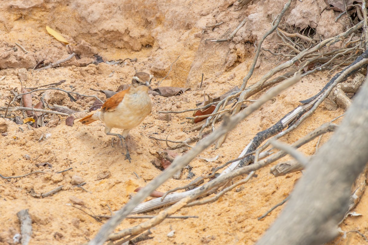 Wing-banded Hornero - ML646257475