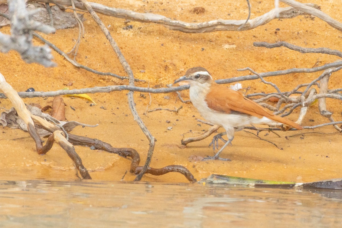 Wing-banded Hornero - ML646257476