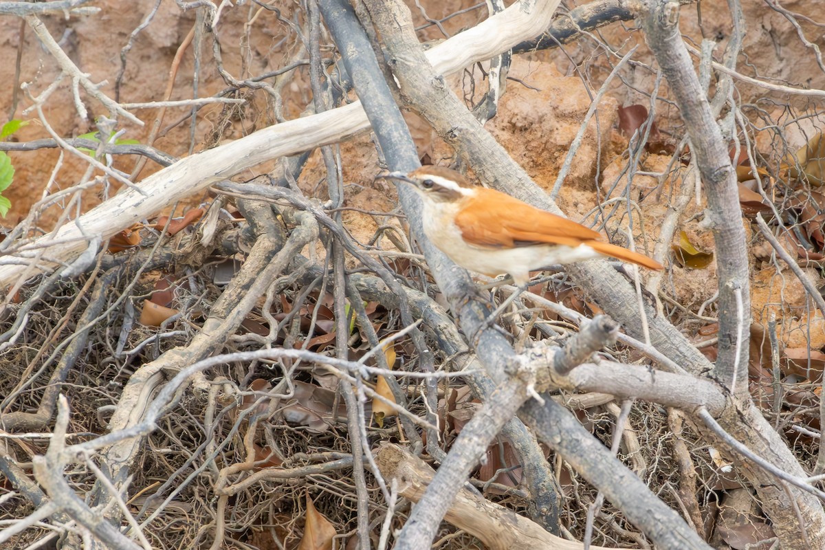 Wing-banded Hornero - ML646257477