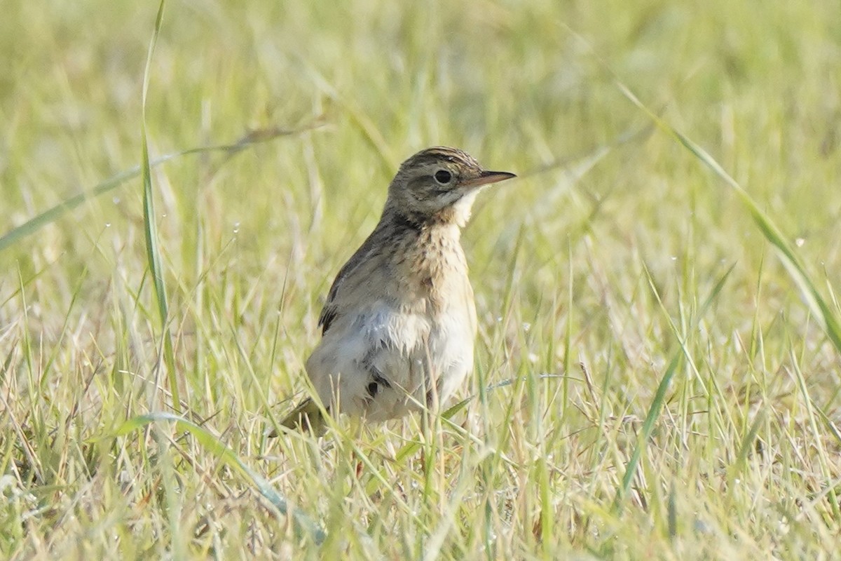 Richard's Pipit - ML646257479