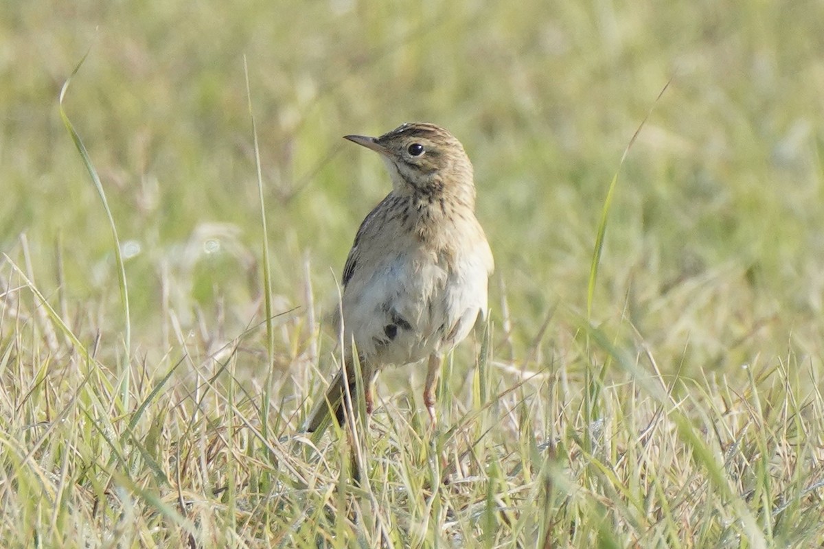 Richard's Pipit - ML646257480