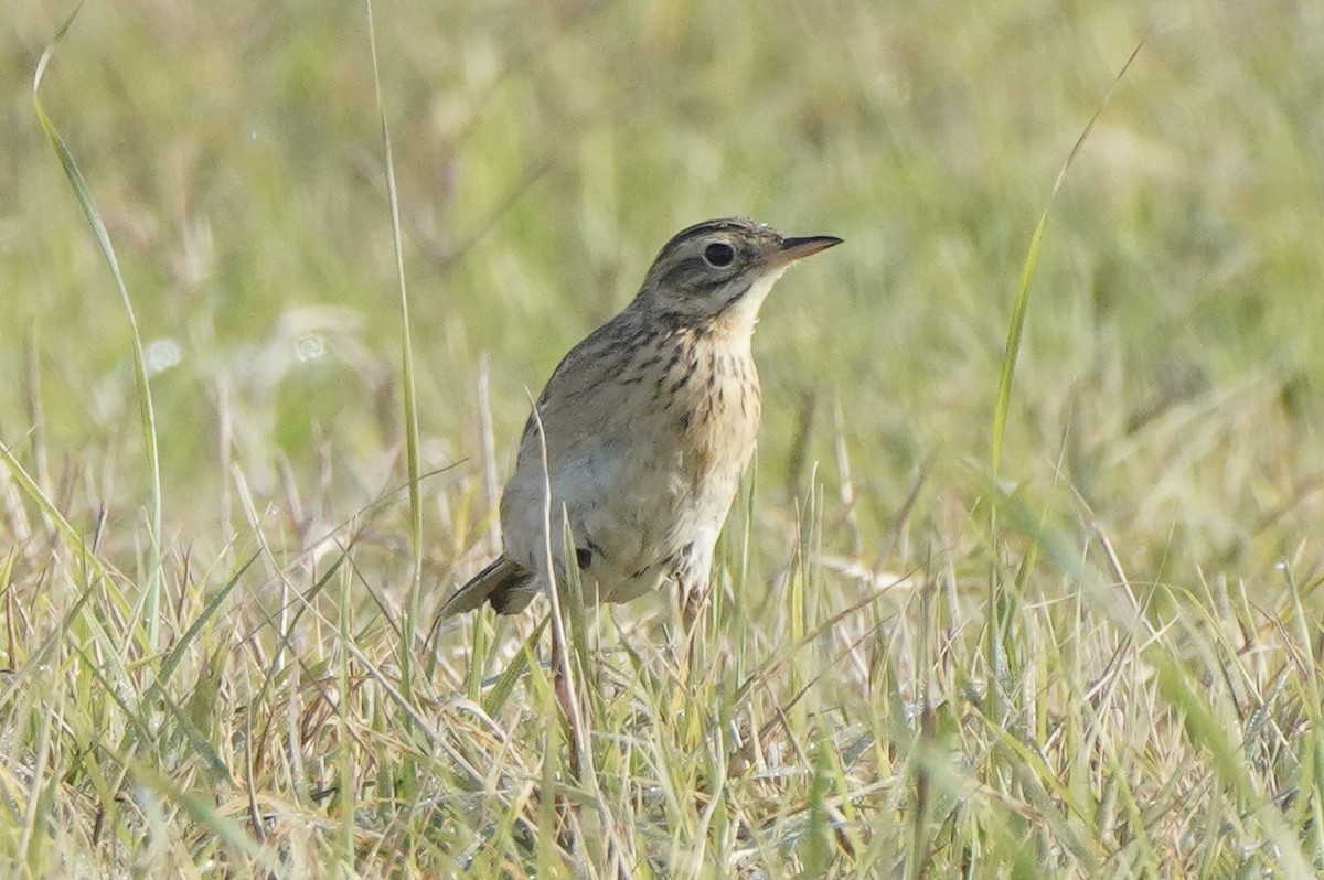 Richard's Pipit - ML646257481