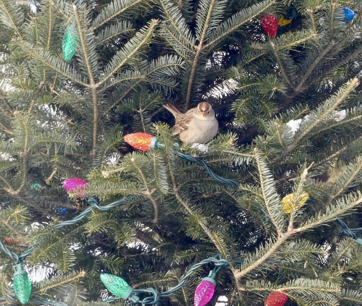 White-crowned Sparrow - ML646257487
