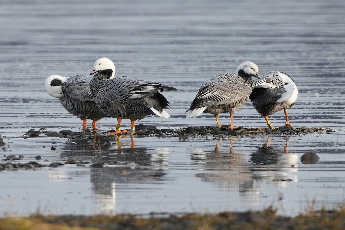 Emperor Goose - ML646257489