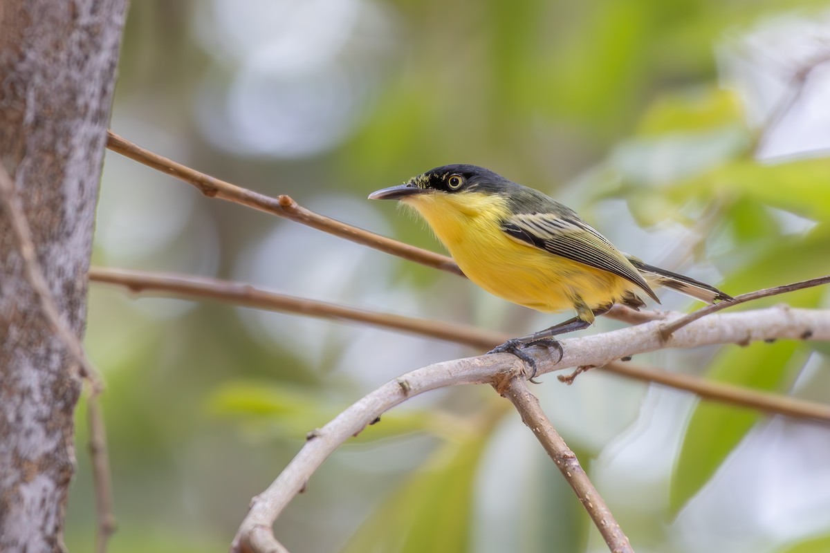 Common Tody-Flycatcher - ML646257491
