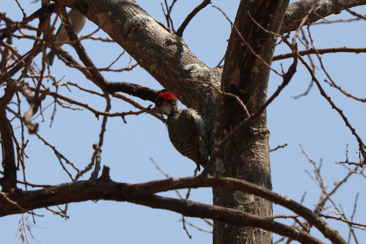 Golden-tailed Woodpecker - ML646257494
