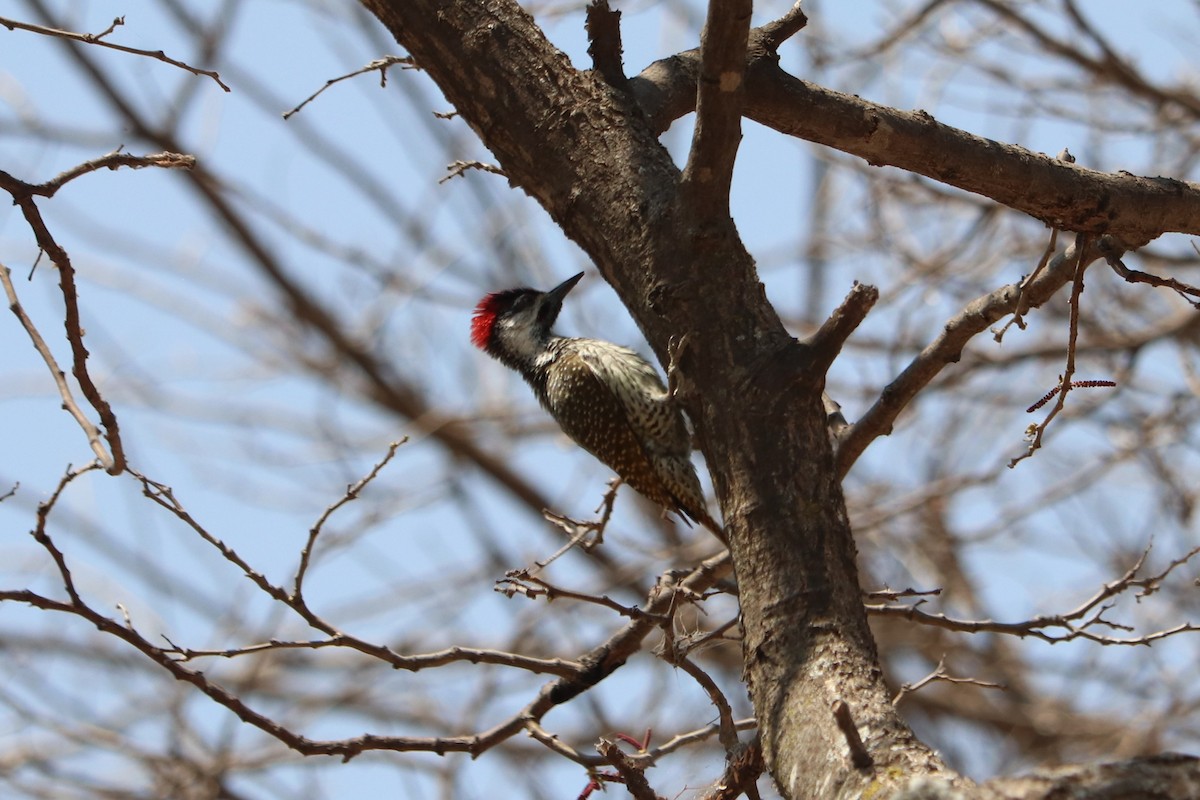Golden-tailed Woodpecker - ML646257495