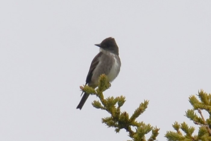 Olive-sided Flycatcher - ML646257497