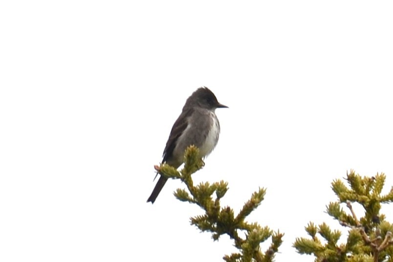 Olive-sided Flycatcher - ML646257498