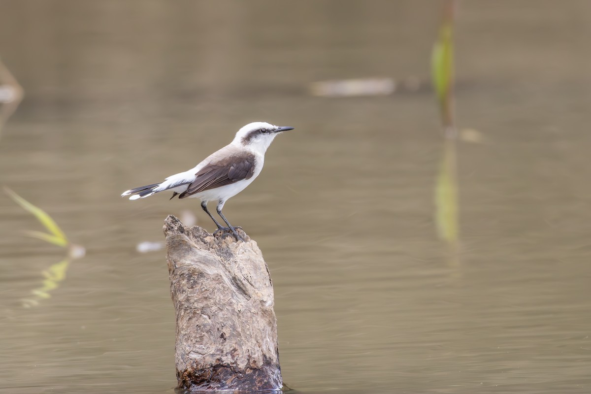 Masked Water-Tyrant - ML646257505