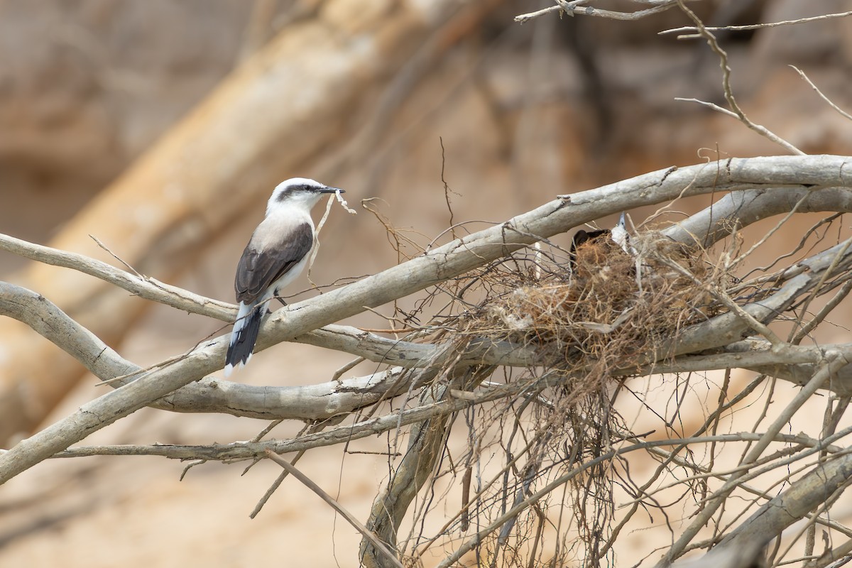Masked Water-Tyrant - ML646257506
