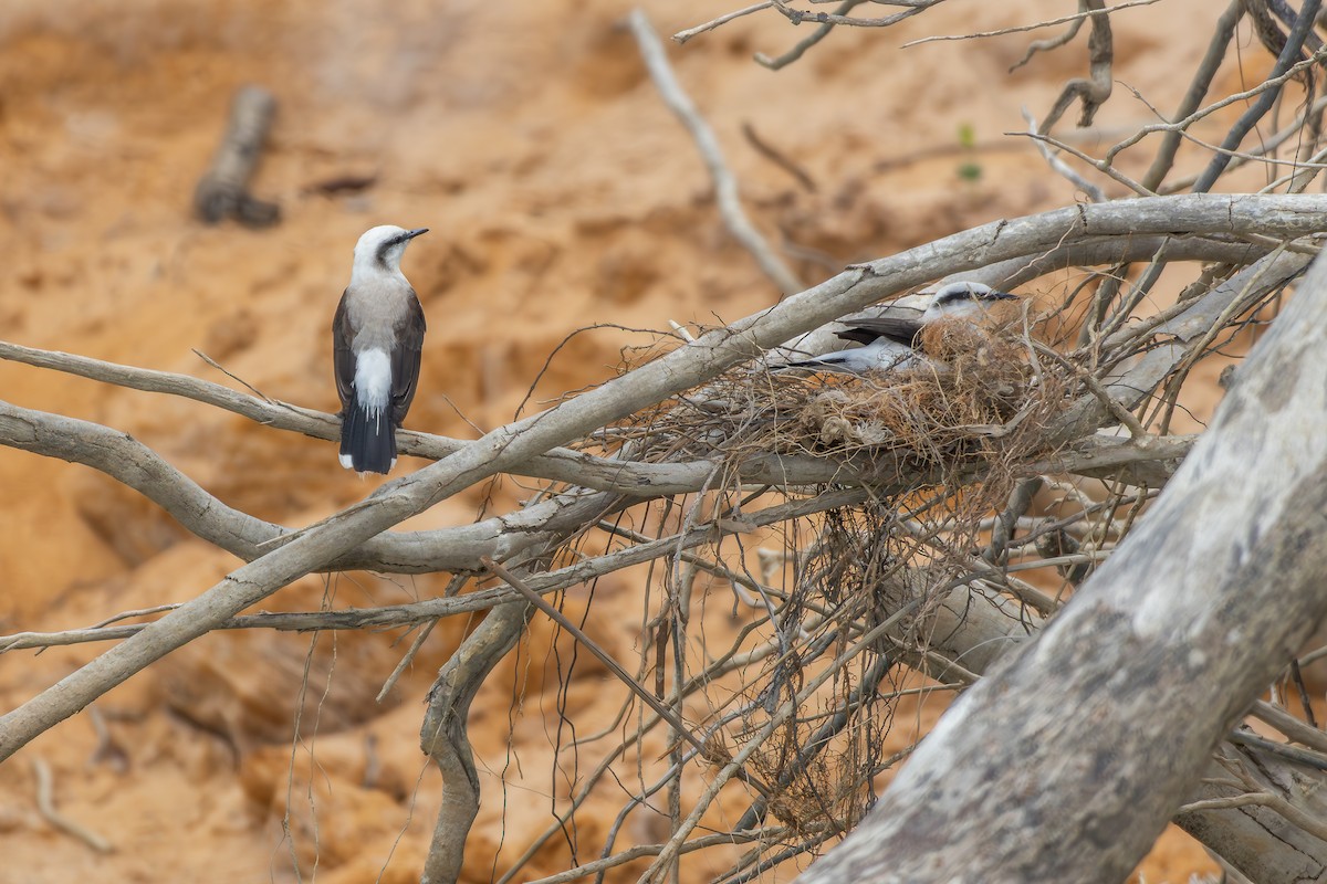 Masked Water-Tyrant - ML646257507