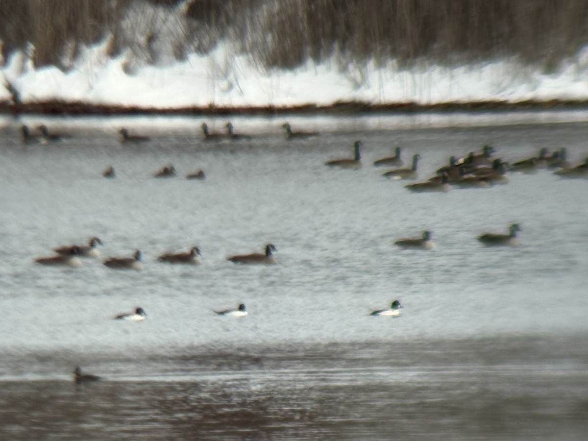 hohol severní - ML646257517