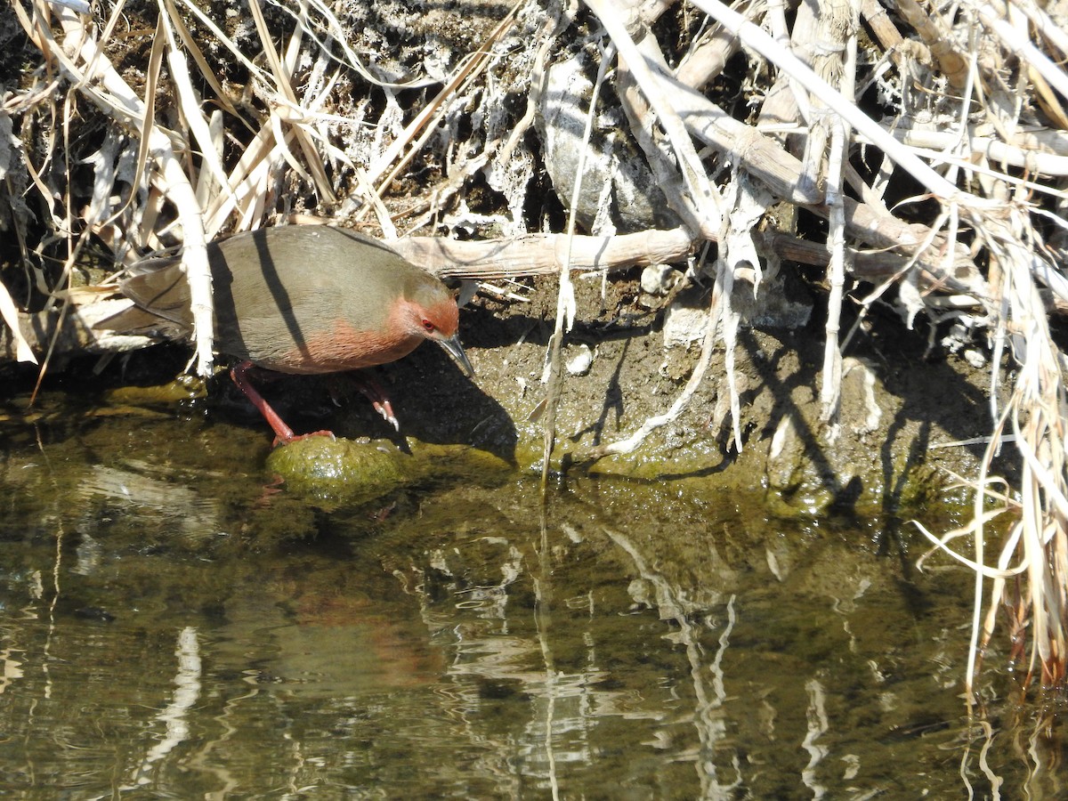 Ruddy-breasted Crake - ML646257520